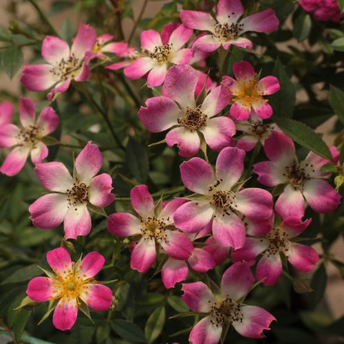 Karminowo-różowy z kremowym środkiem - Róże pienne - z drobnymi kwiatami - korona zwarta